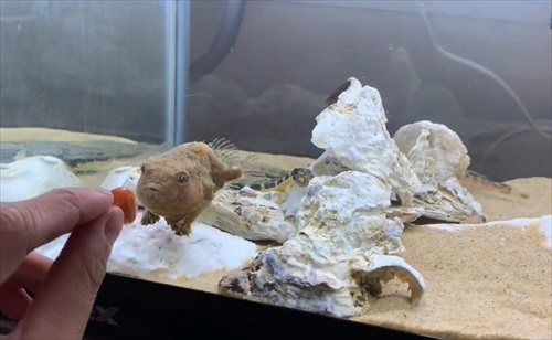 魚　かわいい　動画　エサ　面白　フウセンウオ