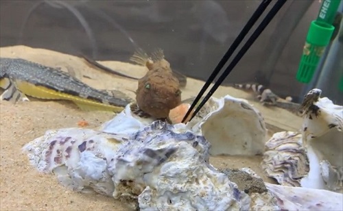 魚　かわいい　動画　エサ　面白　フウセンウオ