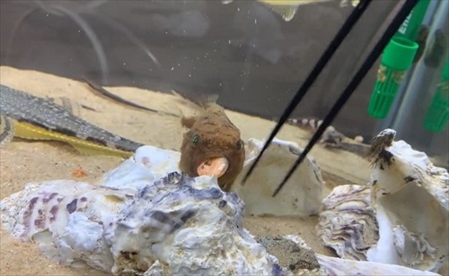 魚　かわいい　動画　エサ　面白　フウセンウオ