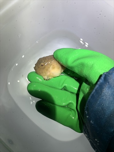 魚　かわいい　動画　エサ　面白　フウセンウオ