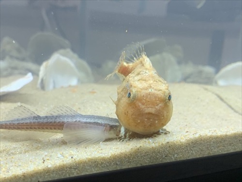 魚　かわいい　動画　エサ　面白　フウセンウオ