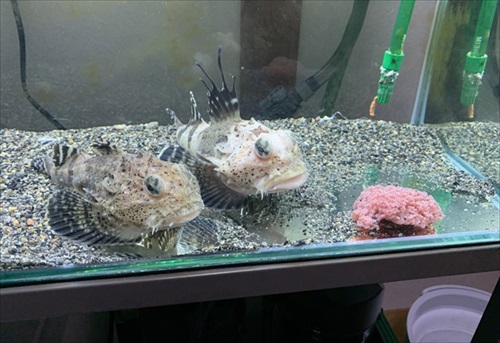 魚　かわいい　動画　エサ　面白　フウセンウオ