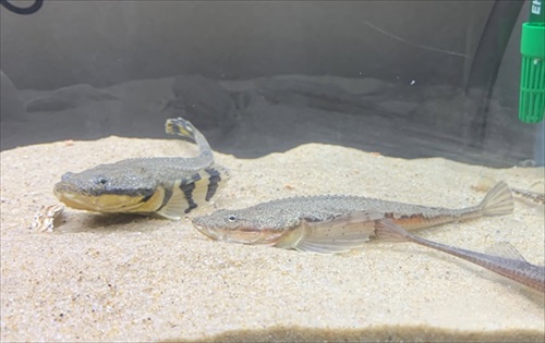 魚　かわいい　動画　エサ　面白　フウセンウオ