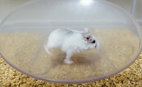 諦めない ハムスター 回し車 チャレンジ