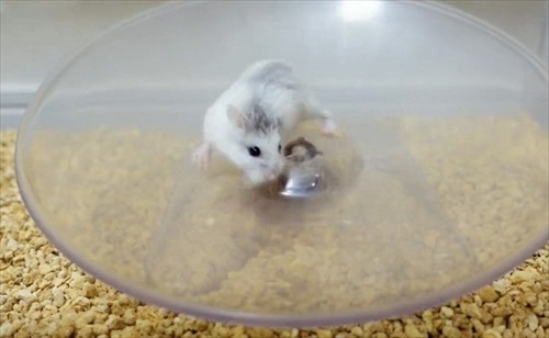 諦めない ハムスター 回し車 チャレンジ