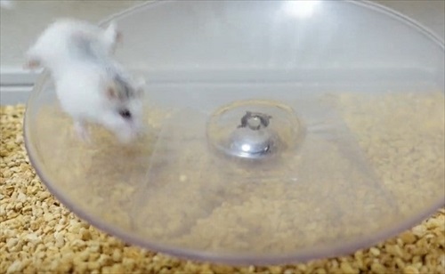 諦めない ハムスター 回し車 チャレンジ