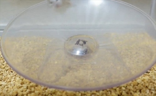 諦めない ハムスター 回し車 チャレンジ