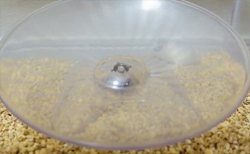 諦めない ハムスター 回し車 チャレンジ