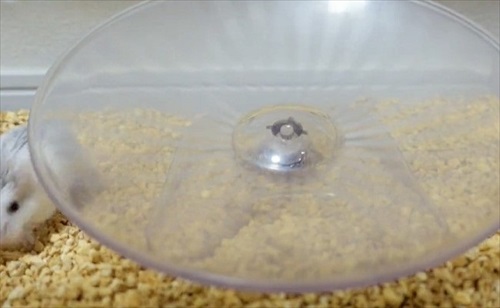 諦めない ハムスター 回し車 チャレンジ