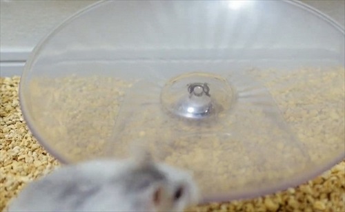 諦めない ハムスター 回し車 チャレンジ