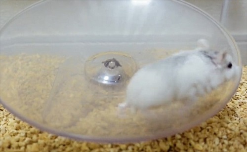 諦めない ハムスター 回し車 チャレンジ