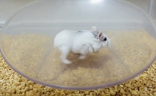 諦めない ハムスター 回し車 チャレンジ