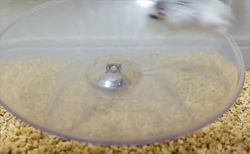 諦めない ハムスター 回し車 チャレンジ