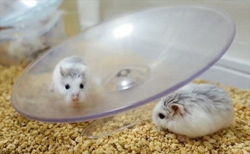 諦めない ハムスター 回し車 チャレンジ