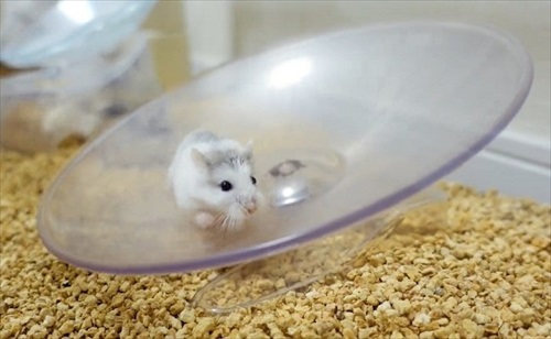 諦めない ハムスター 回し車 チャレンジ