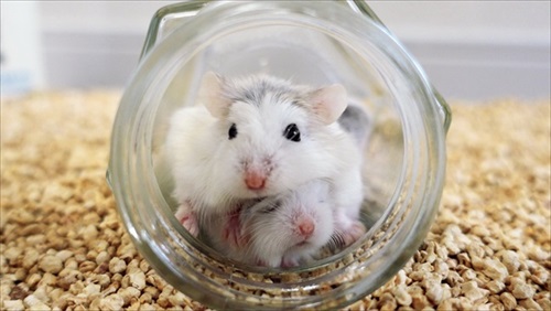 諦めない ハムスター 回し車 チャレンジ