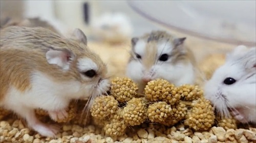 諦めない ハムスター 回し車 チャレンジ