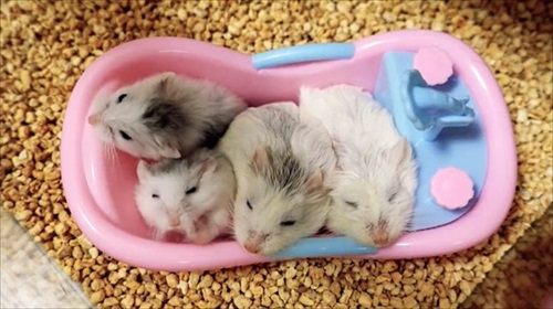 諦めない ハムスター 回し車 チャレンジ