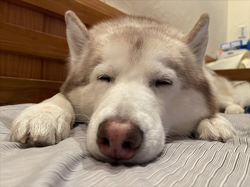 妻の抱き枕にされるハスキー犬