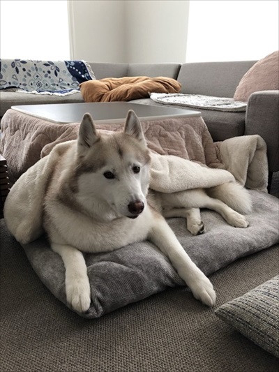 妻の抱き枕にされるハスキー犬