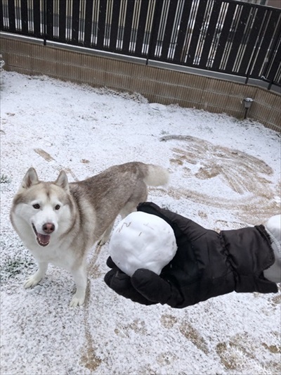 妻の抱き枕にされるハスキー犬