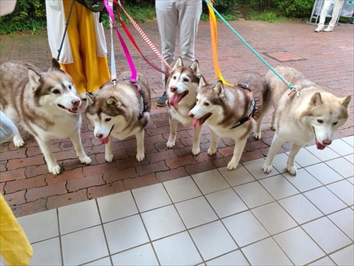 妻の抱き枕にされるハスキー犬