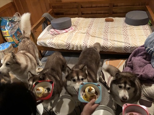 妻の抱き枕にされるハスキー犬