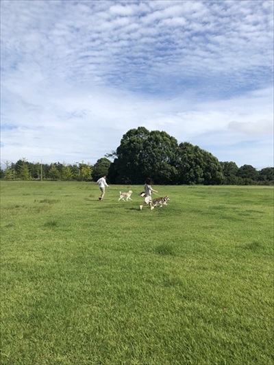 妻の抱き枕にされるハスキー犬