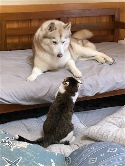 妻の抱き枕にされるハスキー犬