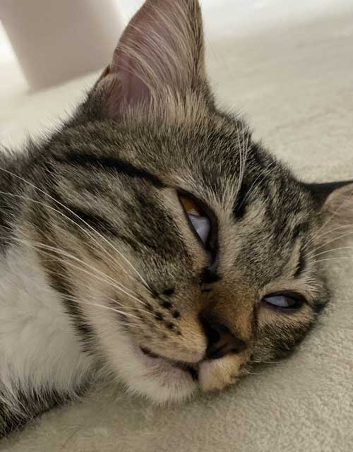 ホットカーペット 全てを持ってかれてる 猫 白目 顔