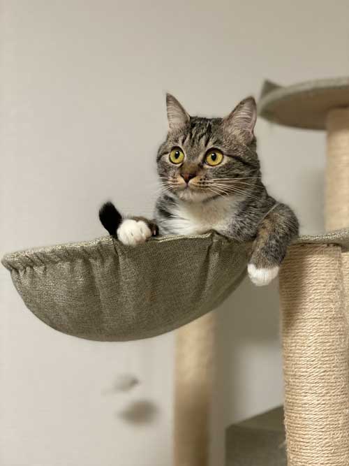 ホットカーペット 全てを持ってかれてる 猫 白目 顔