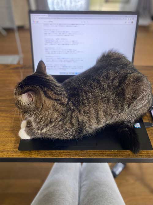 ホットカーペット 全てを持ってかれてる 猫 白目 顔