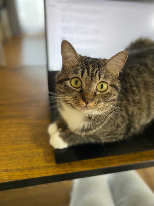 ホットカーペット 全てを持ってかれてる 猫 白目 顔