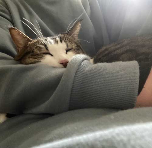 ホットカーペット 全てを持ってかれてる 猫 白目 顔