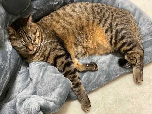 ホットカーペット 全てを持ってかれてる 猫 白目 顔