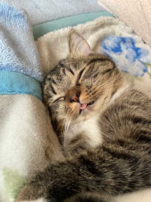 ホットカーペット 全てを持ってかれてる 猫 白目 顔