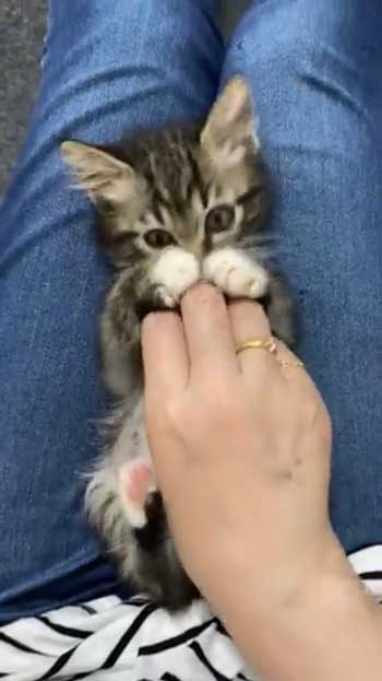 ホットカーペット 全てを持ってかれてる 猫 白目 顔