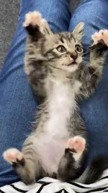 ホットカーペット 全てを持ってかれてる 猫 白目 顔