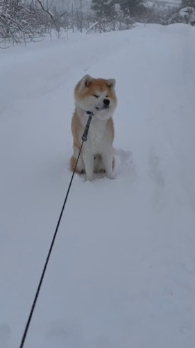 おすすめ