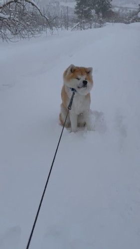 吹雪 まる 秋田犬 散歩 雪 帰宅拒否