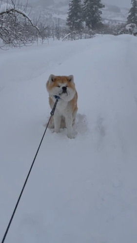 吹雪 まる 秋田犬 散歩 雪 帰宅拒否