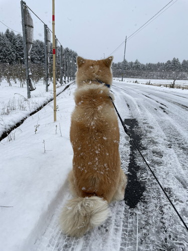 吹雪 まる 秋田犬 散歩 雪 帰宅拒否