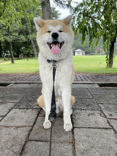吹雪 まる 秋田犬 散歩 雪 帰宅拒否