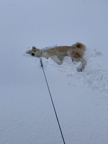 吹雪 まる 秋田犬 散歩 雪 帰宅拒否