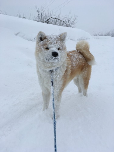 吹雪 まる 秋田犬 散歩 雪 帰宅拒否