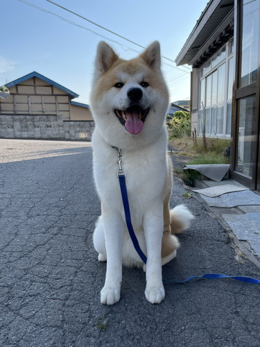 吹雪 まる 秋田犬 散歩 雪 帰宅拒否