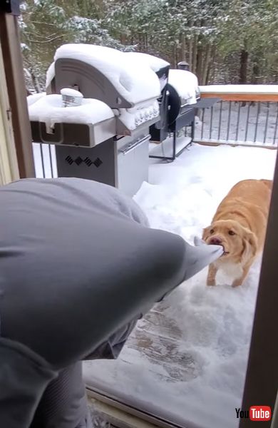 強引に誘うワンコの画像