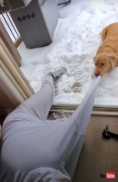 強引に誘うワンコの画像