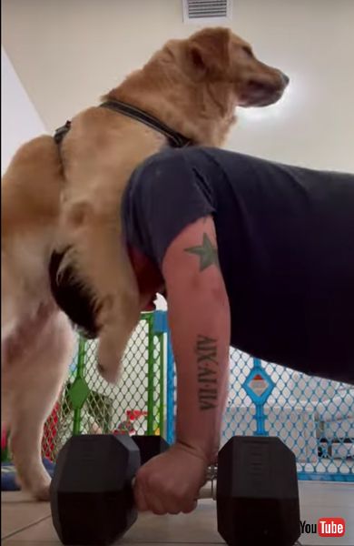 ゴールデンレトリバー　筋トレ　動画　面白　かわいい　ワンコ