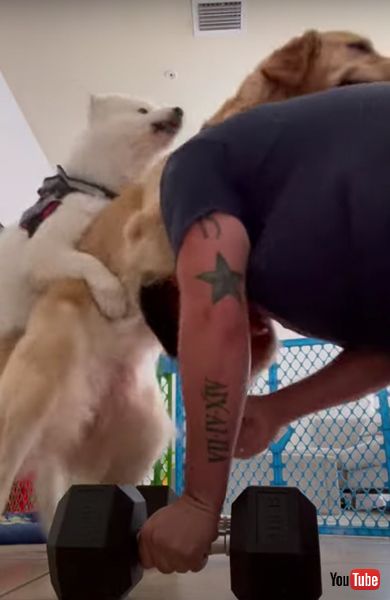 ゴールデンレトリバー　筋トレ　動画　面白　かわいい　ワンコ